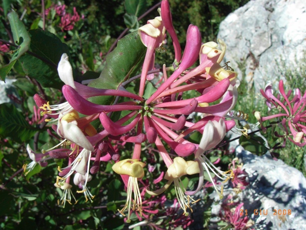 Lonicera etrusca / Caprifoglio etrusco